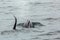 Couple of Killer Whales in Pacific Ocean. Water area near Kamchatka Peninsula.