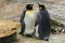 Couple of king penguins