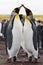 Couple king penguins