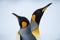 Couple of the King penguins