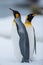 Couple of the King penguins