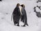 Couple of King Penguins at Asahiyama Zoo