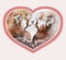 Couple of kissing red pandas in pink heart shaped frame