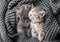 Couple kittens hugging in love friendship relationships napping have sweet dreams in crib. Kittens gently rub on knitted