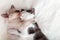 Couple kittens in love kiss sleep together hug on white fluffy bed plaid. 2 two cats hugging with paws in sleep relax at