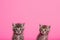 A couple of kittens sitting next to each other. AI generative image . A lot of copy space.