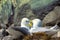 Couple of Kittiwakes gulls settled in nest