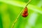 A couple of ladybug mating on green stem plant