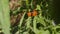 Couple of ladybugs on green plants