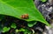 A couple of ladybugs mating on green leaf