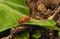 A couple of ladybugs mating on green leaf