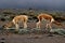 Couple of a lamas captured in Ecuador