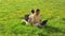 Couple with laptops on a meadow