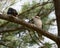 a couple of Laughing kookaburra birds on a tree