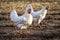 Couple of Leghorn chicken in a free range farm.