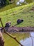 A couple of lemurs eating grass. High quality photo