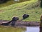 A couple of lemurs eating grass. High quality photo