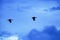 Couple Lesser whistling duck flying in the blue sky