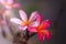 Couple of light pink and dark pink Frangipani flowers. Blossom Plumeria flowers on blurred background. Romantic tropical flower