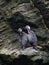 Couple of Lille cormorant in a cliff, Humboldt Penguin national Park in Punta de Choro, Chile