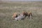 Couple lion eating zebra wild dangerous mammal africa savannah Kenya