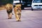Couple of lions & cars on paved road
