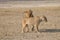 A couple of lions having sex, Etosha national park, Namibia, Africa