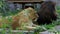 A Couple of Lions Lie on Stone Slabs Among Greenery in a Zoo in Summer