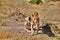 Couple of lions in Masai Mara National Park, Kenya