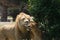 Couple of lions wild life animals in jungle zoo