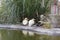 Couple of little ducklings standing near a small pond and vases of plants in a yard