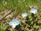 a couple of little flowers that are on some dirt next to some grass