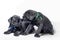 couple little puppy dog â€‹â€‹of breed canecorso on a white background in isolation close up