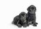 couple little puppy dog â€‹â€‹of breed canecorso on a white background in isolation close up
