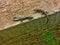 Couple lizards on wooden surface