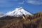 A couple of llamas in Cotopaxi