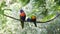 Couple of Lorikeets sitting on a branch