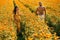 Couple in love on a flower field. A beautiful couple runs through a flower field. Man and woman in the flower fields.