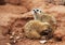 Couple in love meerkats