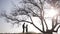 Couple in love near the big tree. Silhouettes lovers under a big tree