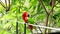 A couple in love Red Lory parrots sitting on a steel rope and kissing. This close up video shows two wild tropical Eos