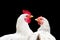 couple in love, rooster and hen isolated on black