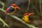 Couple lover of Dwarf Kingfisher