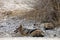 Couple lying black-backed jackal, Canis mesomelas in Etosha National Park, Namibia