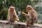 A couple of macaques shooting the breeze over their citrussy snack