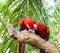 Couple macaw