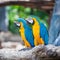 Couple macaw