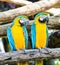 Couple macaw, blue-winged macaw, yellow-blue macaw