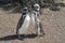 Couple of magellanic penguins