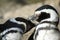 COUPLE OF MAGELLANIC PENGUINS